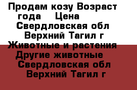 Продам козу Возраст 3 года, › Цена ­ 4 000 - Свердловская обл., Верхний Тагил г. Животные и растения » Другие животные   . Свердловская обл.,Верхний Тагил г.